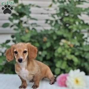 Buttercup, Dachshund Puppy